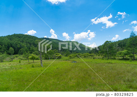 大阿原湿原(入笠山) 大阿原湿原(入笠山) 80329825