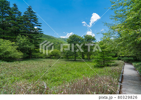 大阿原湿原(入笠山) 大阿原湿原(入笠山) 80329826