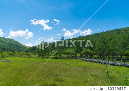 大阿原湿原(入笠山) 大阿原湿原(入笠山) 80329827
