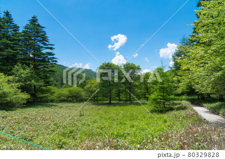 大阿原湿原（入笠山） 80329828