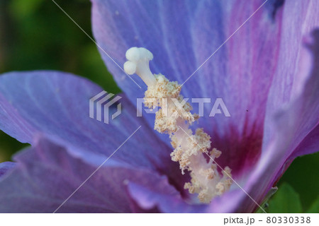 花 花 80330338