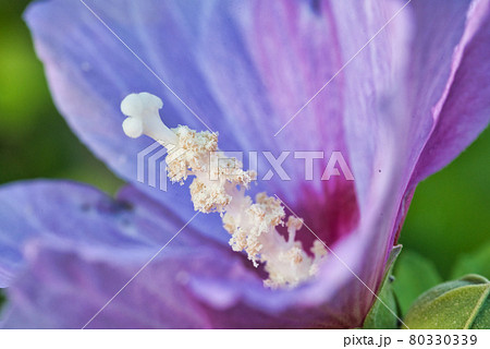 花 花 80330339