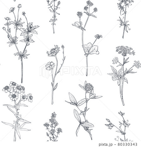 Vector seamless pattern with hand drawn herbs and wildflowers 80330343