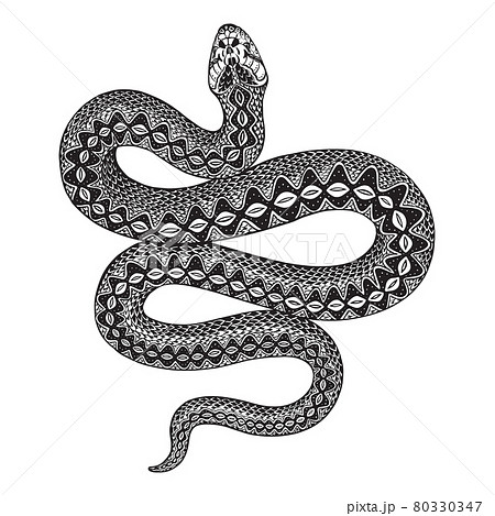 Vector Illustration Of Black And White Snake のイラスト素材