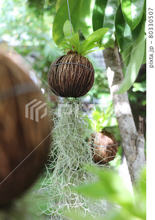 木の実に植え込んだエアープランツ 木の実に植え込んだエアープランツ 80330507