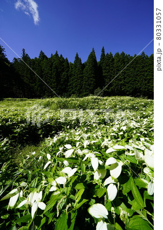 岡田の谷の半夏生園 岡田の谷の半夏生園 80331057