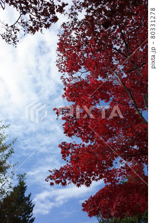 紅葉 イロハモミジ 紅葉 イロハモミジ 80331278