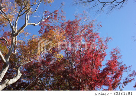 紅葉 イロハモミジ 80331291