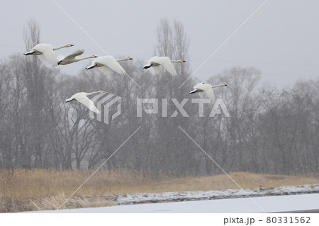 雪が降る中、飛び立っていくハクチョウ 雪が降る中、飛び立っていくハクチョウ 80331562