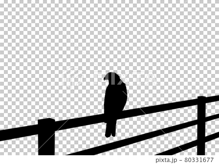 休憩中の猛禽類 休憩中の猛禽類 80331677
