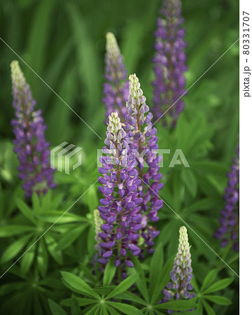 Violet and purple lupine flowers Violet and purple lupine flowers 80331707