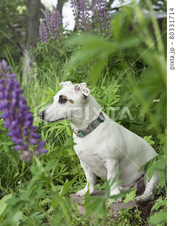 Jack Russell Terrier puppy Jack Russell Terrier puppy 80331714