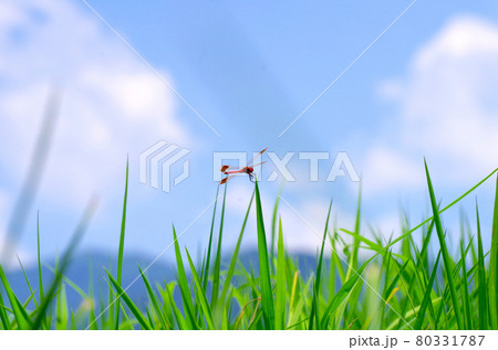 夏休みと赤とんぼ 80331787