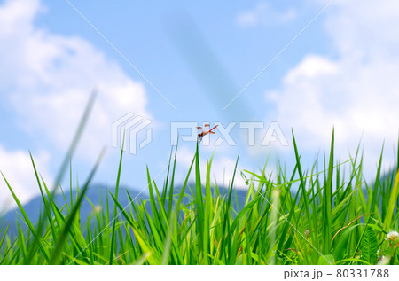 夏休みと赤とんぼ 80331788