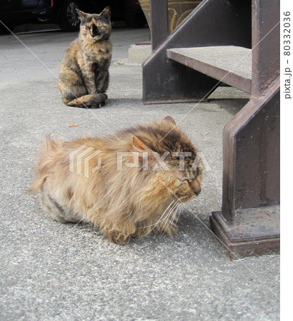 茶色と黒の斑模様の野良猫2匹 80332036
