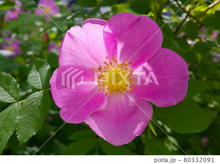 Beautiful pink flowers of dog rose bush Beautiful pink flowers of dog rose bush 80332091