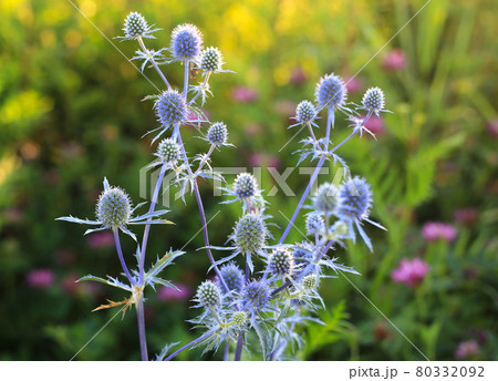 Eryngium Planum - Wild Herb Plants Growing On Meadow Eryngium Planum - Wild Herb Plants Growing On Meadow 80332092