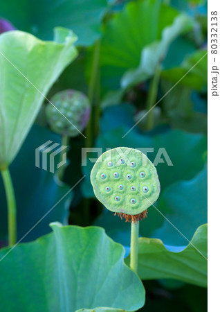 大賀ハスの果托 80332138