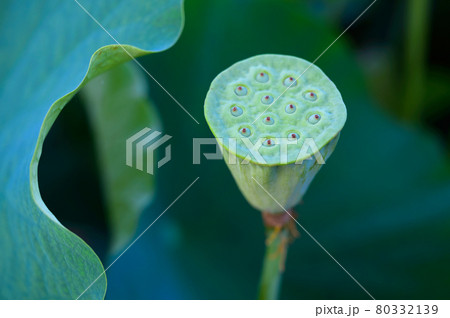 大賀ハスの果托 80332139