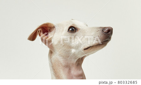 顔 首 動物 80332685