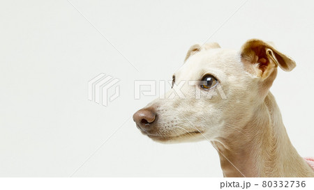 顔 首 動物 80332736