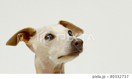 顔 首 動物 80332737