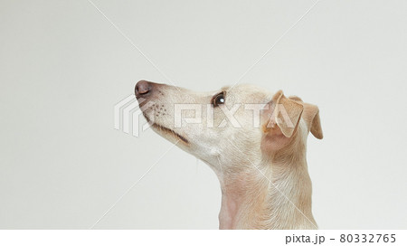 顔 首 動物 80332765