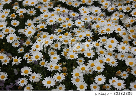 マーガレットが一面 80332809