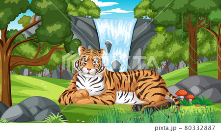 A tiger in forest or rainforest scene with many trees A tiger in forest or rainforest scene with many trees 80332887
