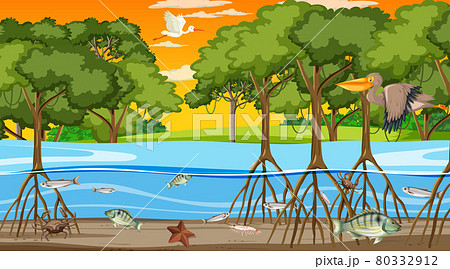 Animals live in Mangrove forest at sunset time scene 80332912