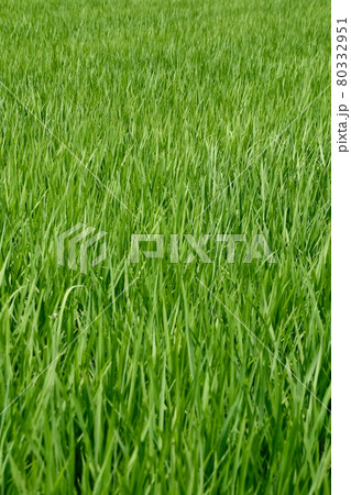 夏の稲穂 80332951