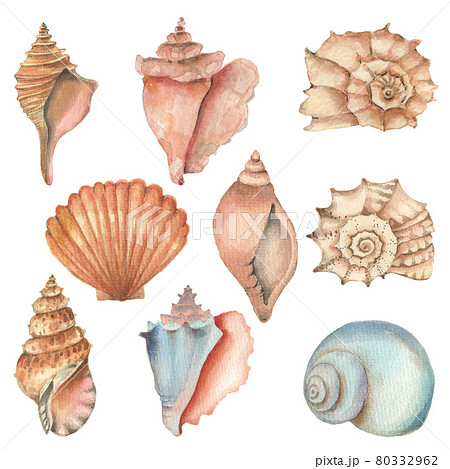 Watercolor Shell Setのイラスト素材