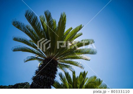 青空とソテツ 80333110