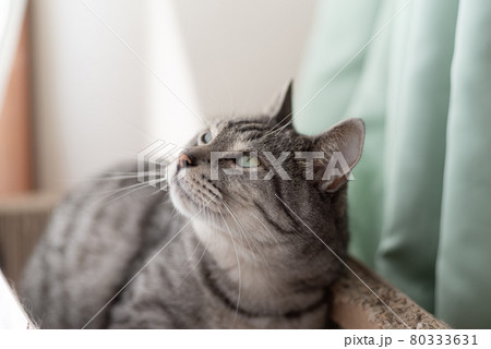 上を見る猫　サバトラ猫 80333631