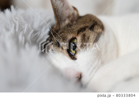 くつろぐ猫 キジトラ猫 くつろぐ猫 キジトラ猫 80333804