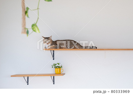 キャットウォークでリラックスして香箱座りしているキジトラ猫 80333969