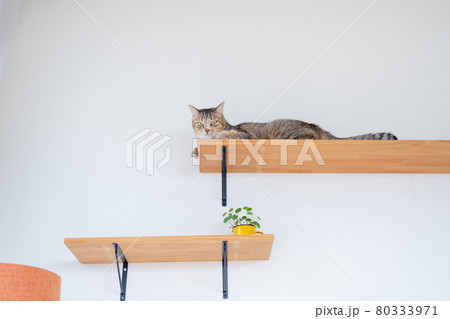 キャットウォークでリラックスして偉そうにしているキジトラ猫 80333971