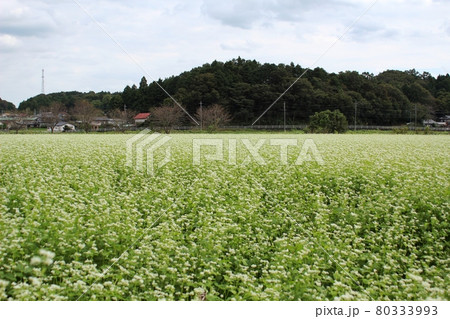 花咲く蕎麦畑と背景に青空と山 笠間市 花咲く蕎麦畑と背景に青空と山 笠間市 80333993