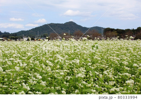 花咲く蕎麦畑と背景に青空と山 笠間市 花咲く蕎麦畑と背景に青空と山 笠間市 80333994