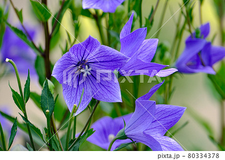 桔梗 桔梗 80334378