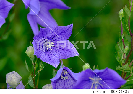 桔梗 80334387
