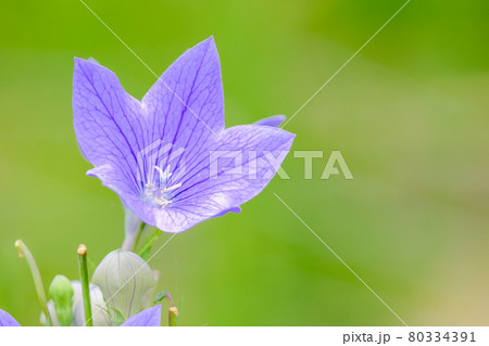 桔梗 80334391