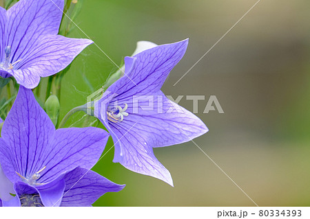 桔梗 桔梗 80334393