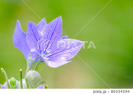 桔梗 80334394