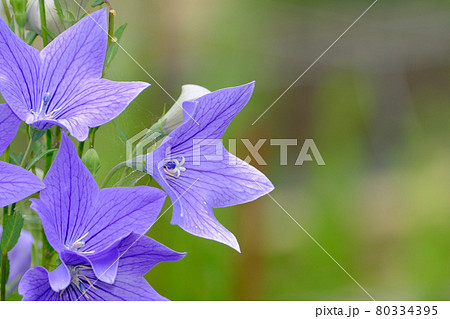 桔梗 80334395
