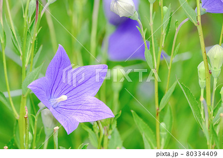 桔梗 80334409