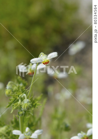 Sting lily Sting lily 80334564