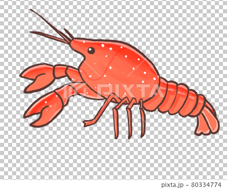 R: A more fairy tale aquarium ☆ Exotic species, American crayfish ⓪ R: A more fairy tale aquarium ☆ Exotic species, American crayfish ⓪ 80334774