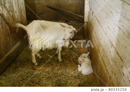 Image of goat with kids in the barn in farm Image of goat with kids in the barn in farm 80335250