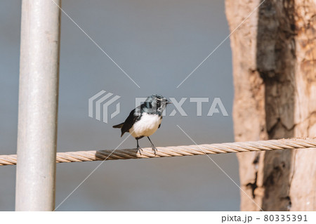 Willie Wagtail bird sitting on a post. Willie Wagtail bird sitting on a post. 80335391
